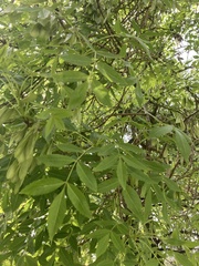 Fraxinus