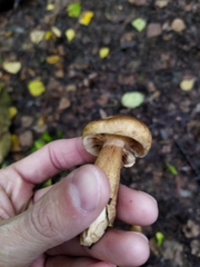 Tricholoma fulvum