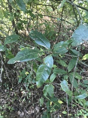Quercus imbricaria
