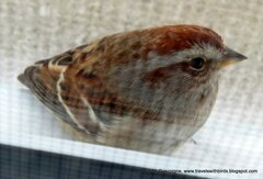 Spizelloides arborea