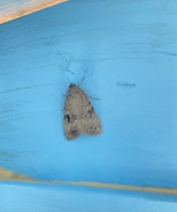 Amphipyra pyramidea