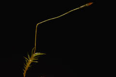 Tetraphis geniculata