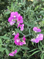Lathyrus latifolius