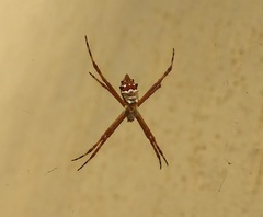 Argiope argentata