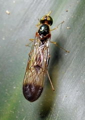 Ptecticus longipennis