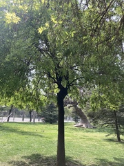 Fraxinus