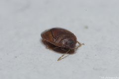 Ochetostethus