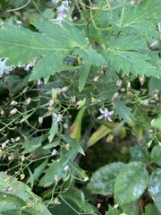 Micranthes petiolaris