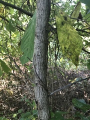 Quercus imbricaria