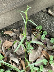Symphyotrichum subulatum