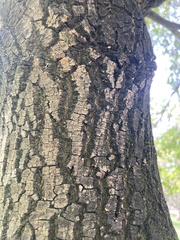 Fraxinus