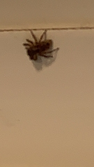 Salticinae