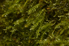 Tetraphis geniculata