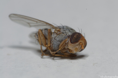 Prosopomyia pallida