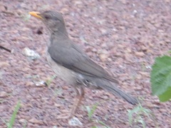 Turdus pelios