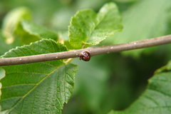Kermesidae