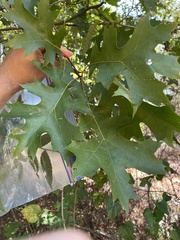 Quercus rubra