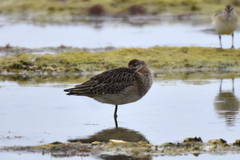 Calidris pugnax