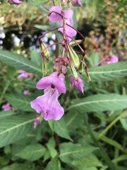 Impatiens glandulifera