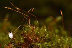 Tetraphis geniculata