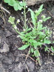 Brassicaceae