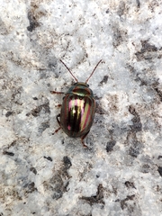 Chrysolina americana