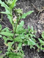 Brassicaceae