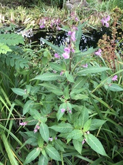 Impatiens glandulifera