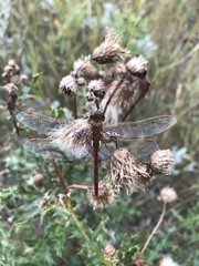 Sympetrum madidum
