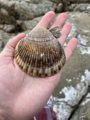 Clinocardium nuttallii