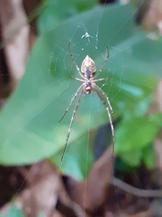 Tetragnathidae