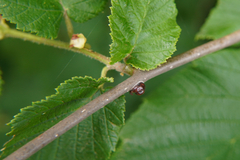 Kermesidae