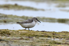 Calidris alba