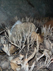 Xylaria