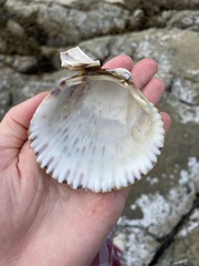 Clinocardium nuttallii