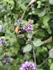 Bombus pascuorum