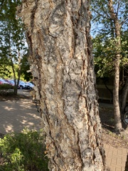 Betula nigra