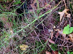 Equisetum arvense