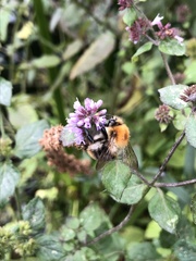 Bombus pascuorum