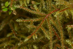 Rhytidiadelphus loreus