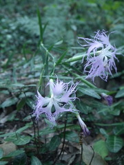 Dianthus longicalyx