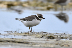 Charadrius hiaticula