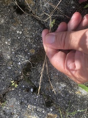 Festuca myuros