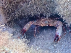 Portunidae