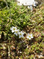 Minuartia
