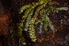 Calypogeia
