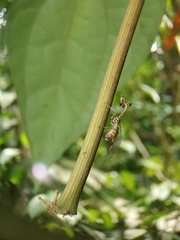 Mantispinae