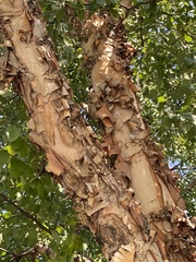 Betula nigra