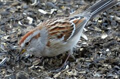 Spizelloides arborea