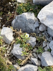 Cerastium alpinum